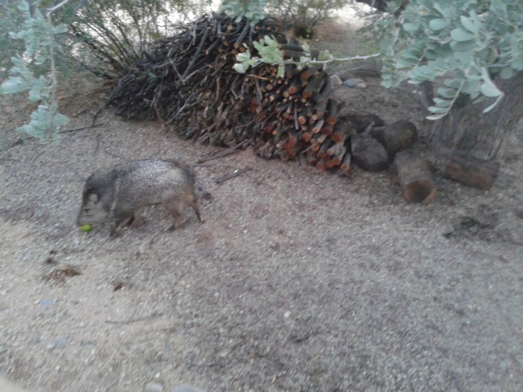 javelina