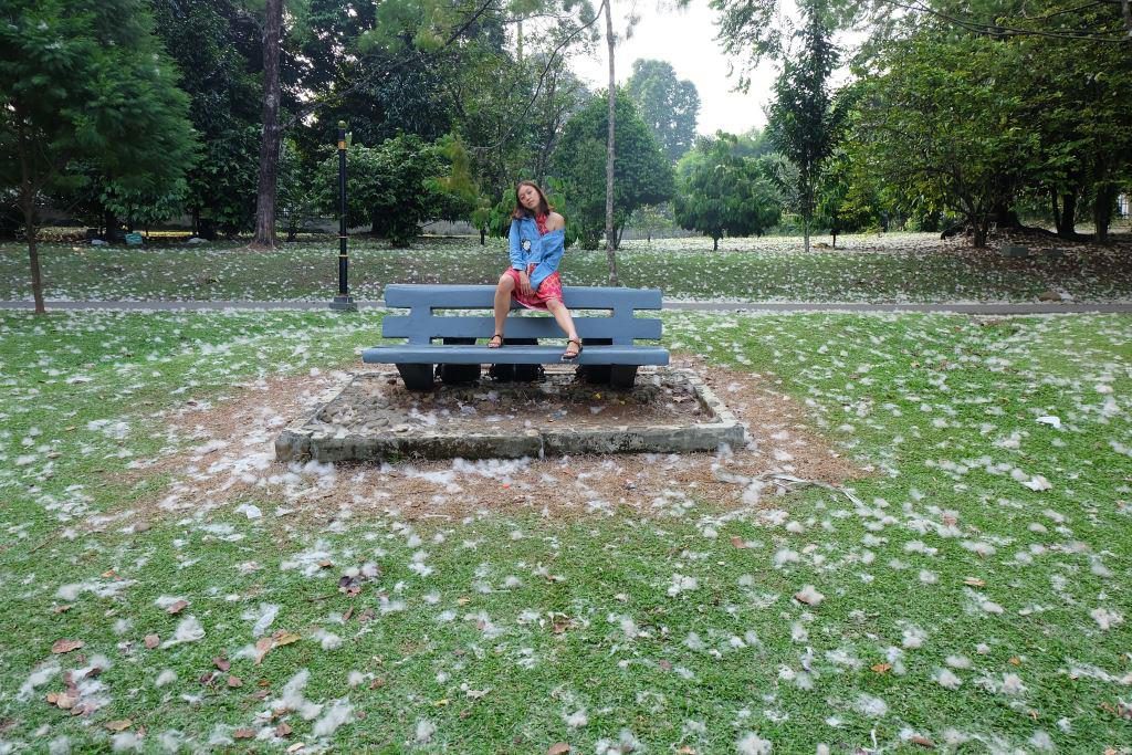 kebun raya bogor