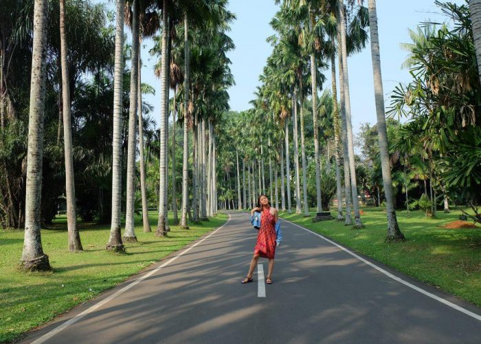 palem di kebun raya bogor