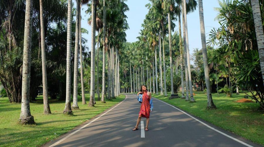 palem di kebun raya bogor