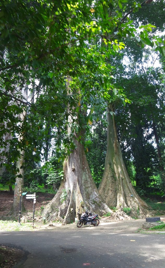 pohon jodoh