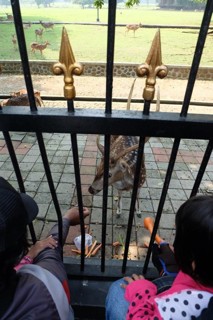 rusa bogor