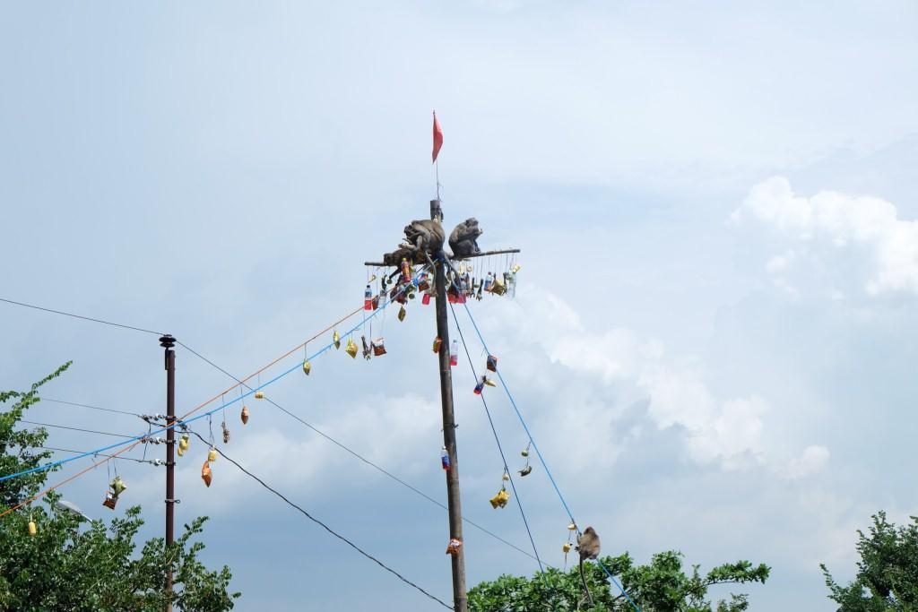 monyet goa kreo semarang