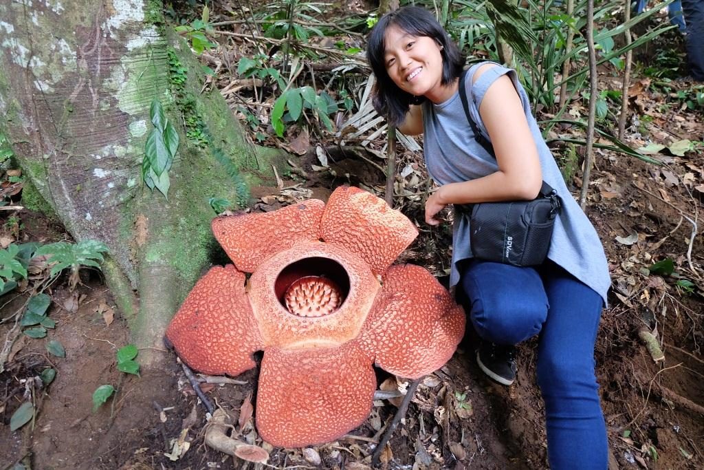 bunga rafflesia