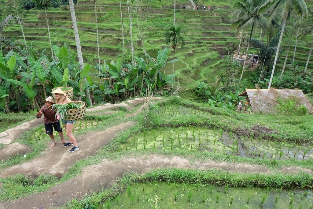 tegallalang
