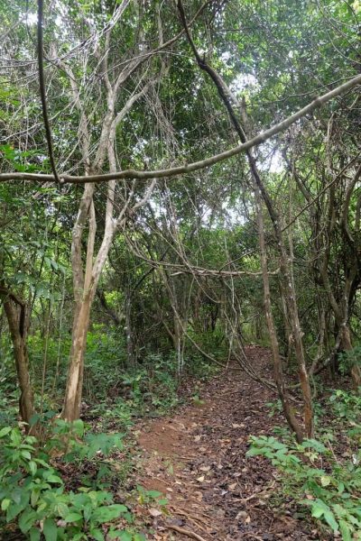 hutan baginde