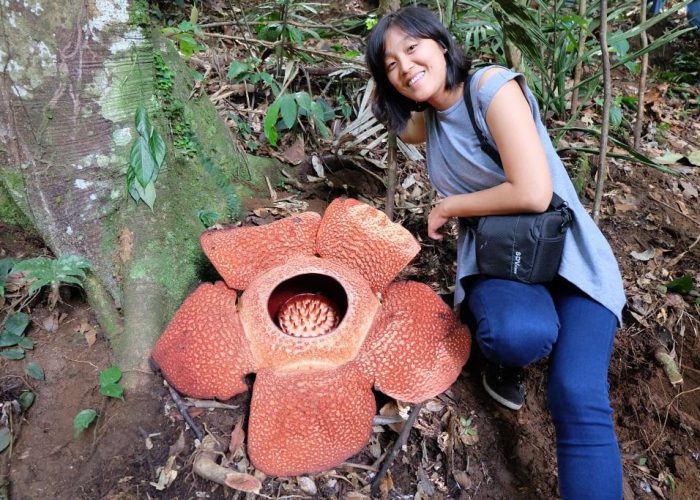 bunga-rafflesia