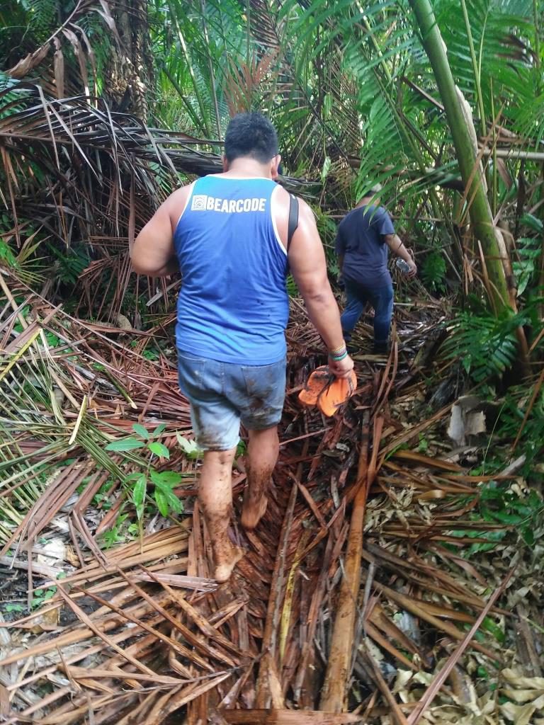hutan sagu