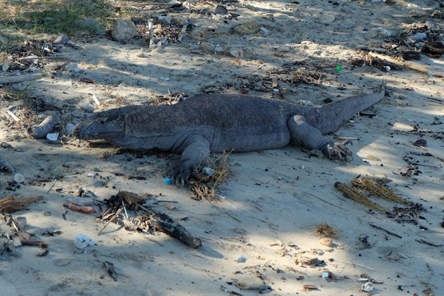 komodo