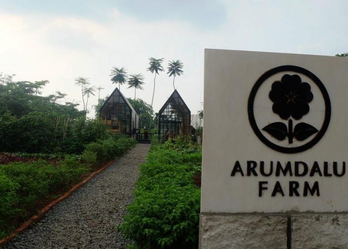 arumdalu kebun bunga matahari