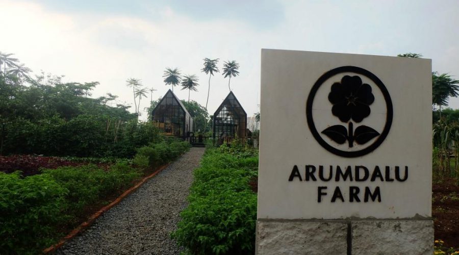 arumdalu kebun bunga matahari