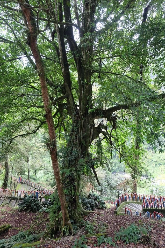 pohon kayu aro