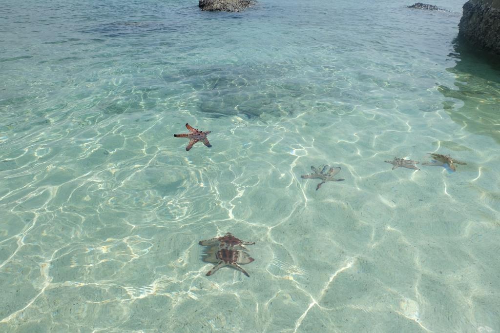 bintang laut