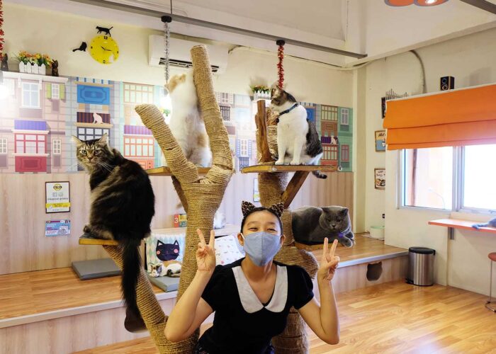 cat cafe bintaro