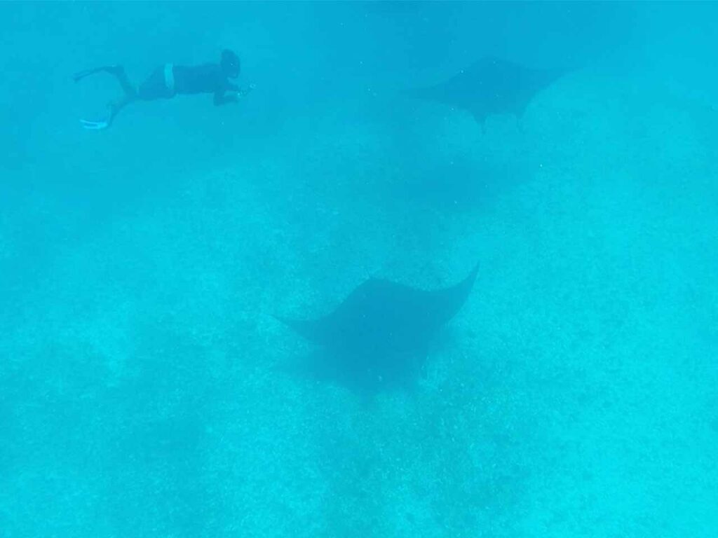 manta rays labuan bajo