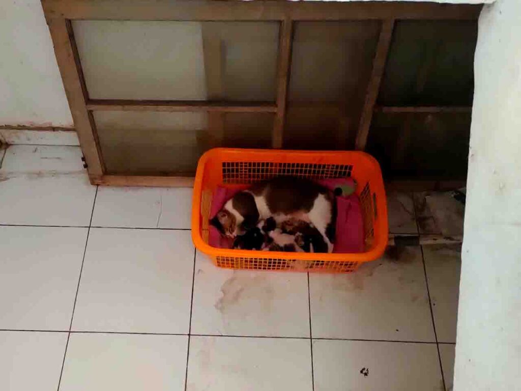 kucing melahirkan