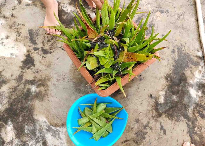 lidah buaya